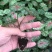 彩叶芋：易种易活的家养花草。美丽多变的叶子，绚丽多彩。