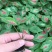 彩叶芋：易种易活的家养花草。美丽多变的叶子，绚丽多彩。