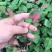彩叶芋：易种易活的家养花草。美丽多变的叶子，绚丽多彩。