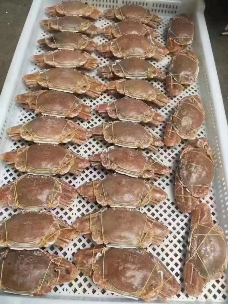 远海肉蟹深海拥剑梭子蟹扁蟹新鲜活冷冻海捕水产