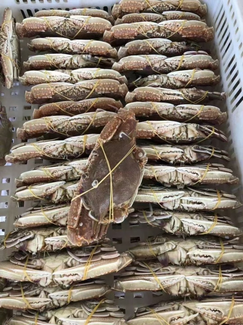 远海肉蟹深海拥剑梭子蟹扁蟹新鲜活冷冻海捕水产