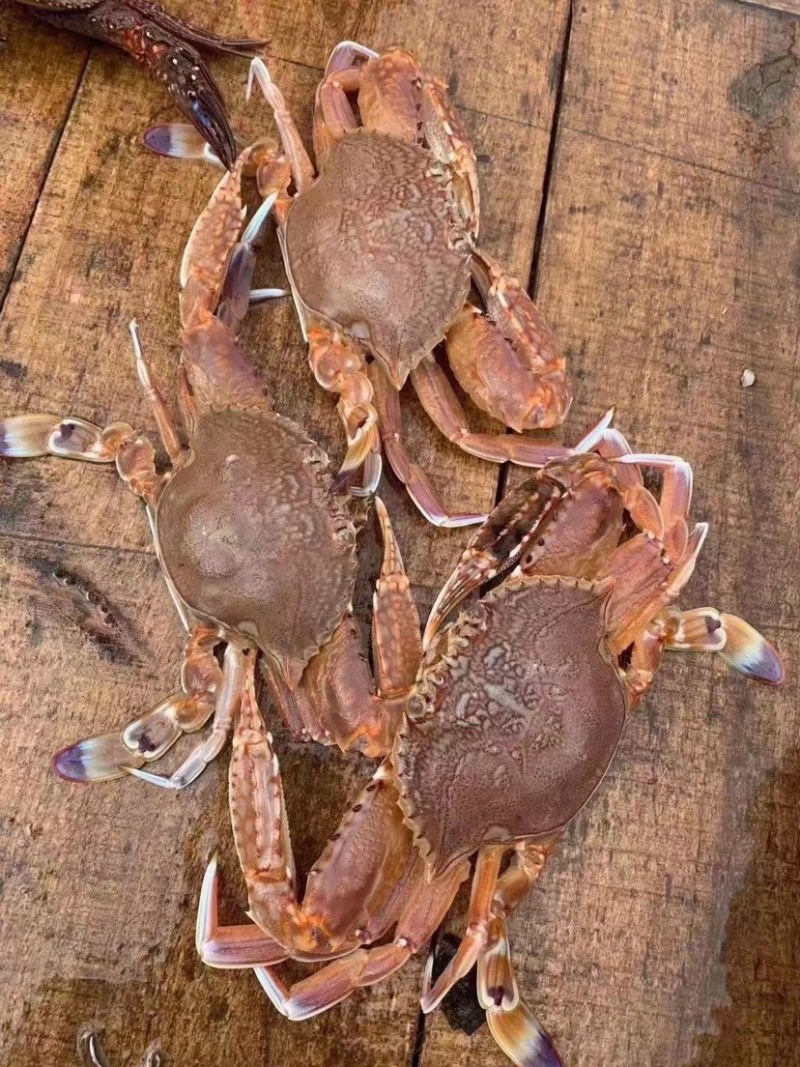 远海肉蟹深海拥剑梭子蟹扁蟹新鲜活冷冻海捕水产