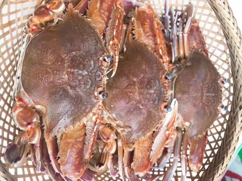 远海肉蟹深海拥剑梭子蟹扁蟹新鲜活冷冻海捕水产