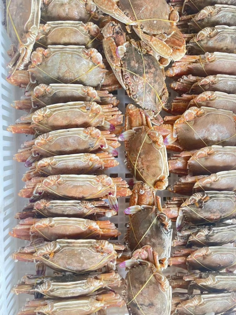 远海肉蟹深海拥剑梭子蟹扁蟹新鲜活冷冻海捕水产