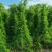 【精选】相思茶，鸡骨草茶，相思茶农家自产货源充足全国发货