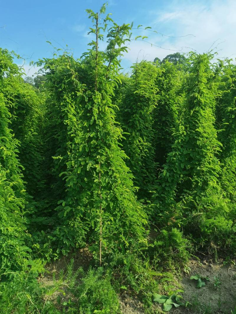 【精选】相思茶，鸡骨草茶，相思茶农家自产货源充足全国发货