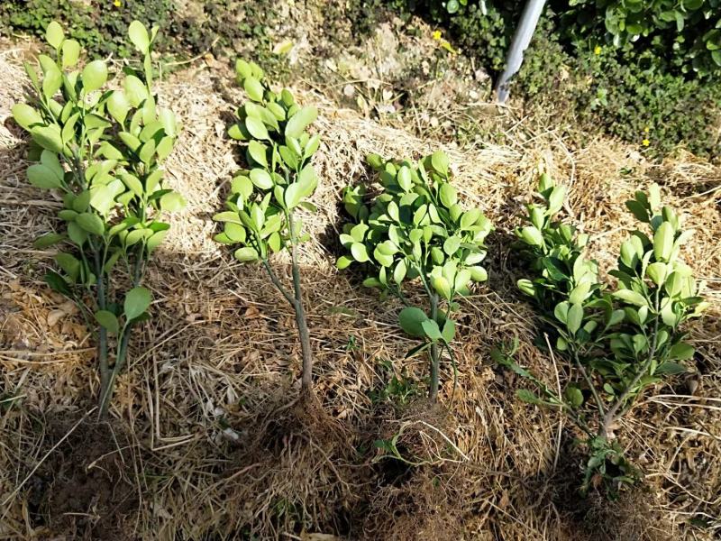 苗圃出售大叶黄杨苗冬青苗高度30-60绿篱苗色块苗