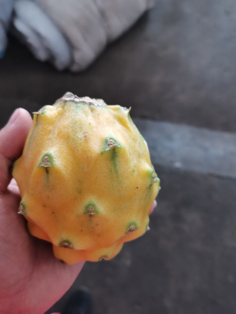 海南燕窝果