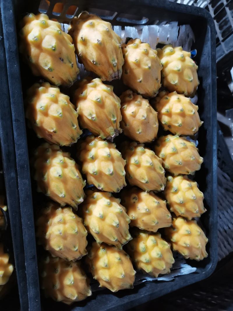 海南燕窝果