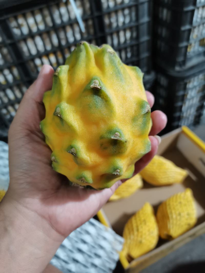 海南燕窝果