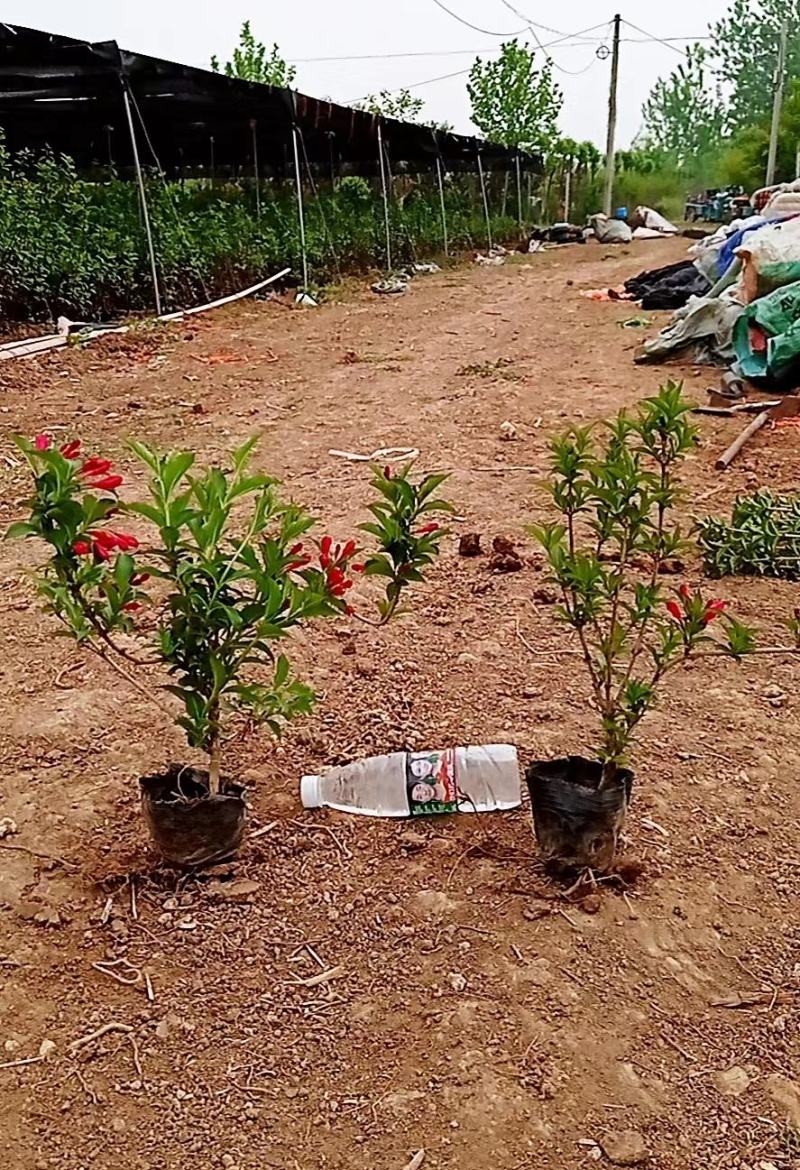 红王子锦带大杯苗大量出售