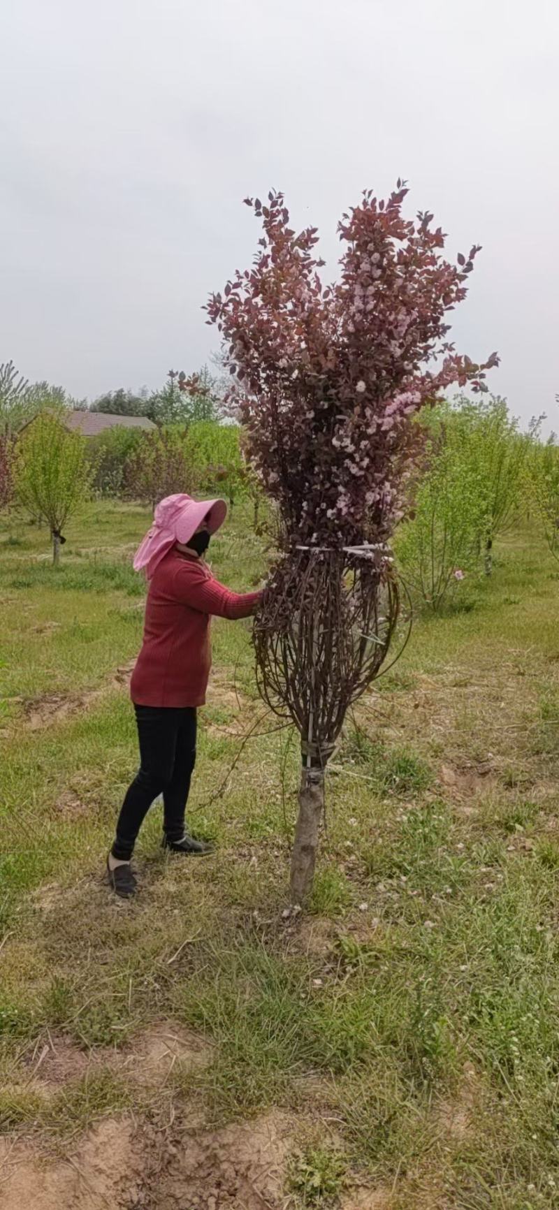 榆叶梅3-4-5-6-7-8-9-10-12公分苗圃打号
