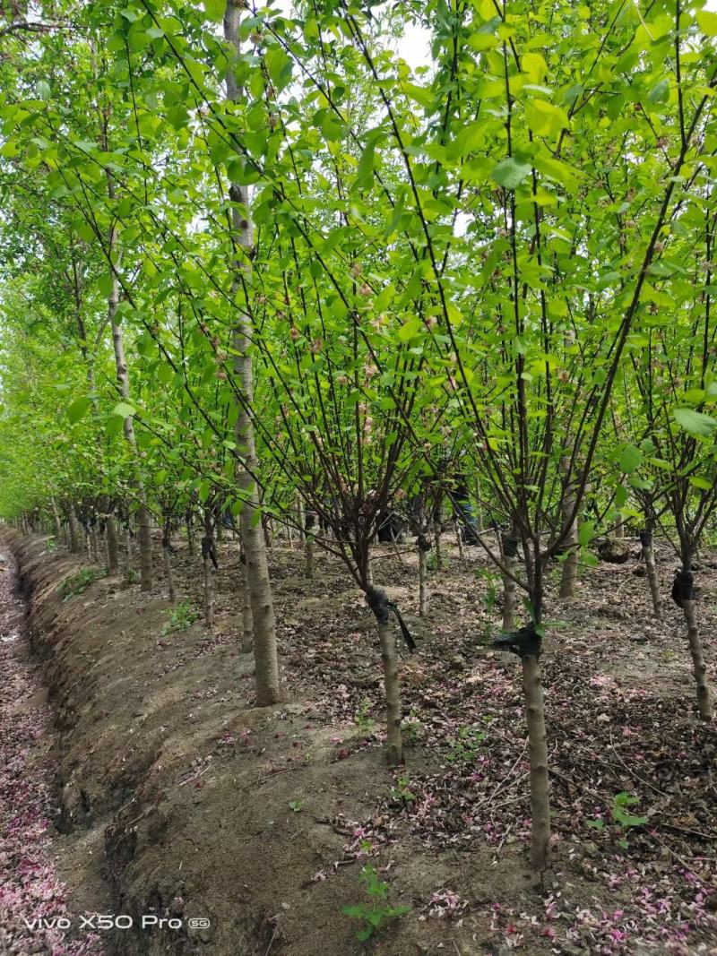 榆叶梅3-4-5-6-7-8-9-10-12公分苗圃打号
