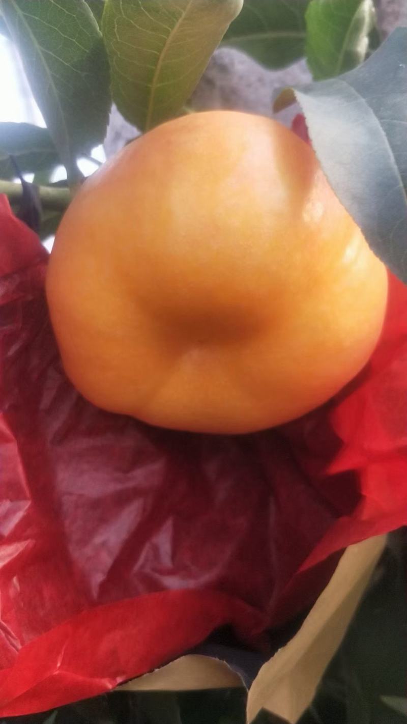 黄油蟠桃