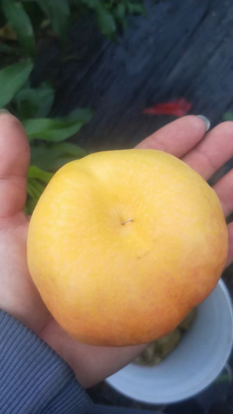 黄油蟠桃