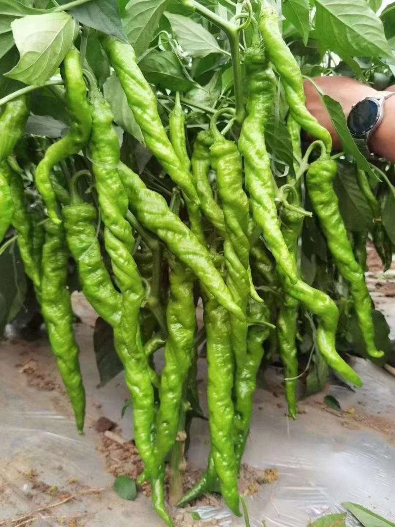 辣椒苗大果尖椒苗螺丝椒苗线椒苗薄皮泡椒苗