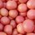 粉果番茄通货硬粉弧二以上超市加工厂大量上市欢迎咨询