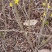 连翘5分枝带土球高度60左右冠副20-30