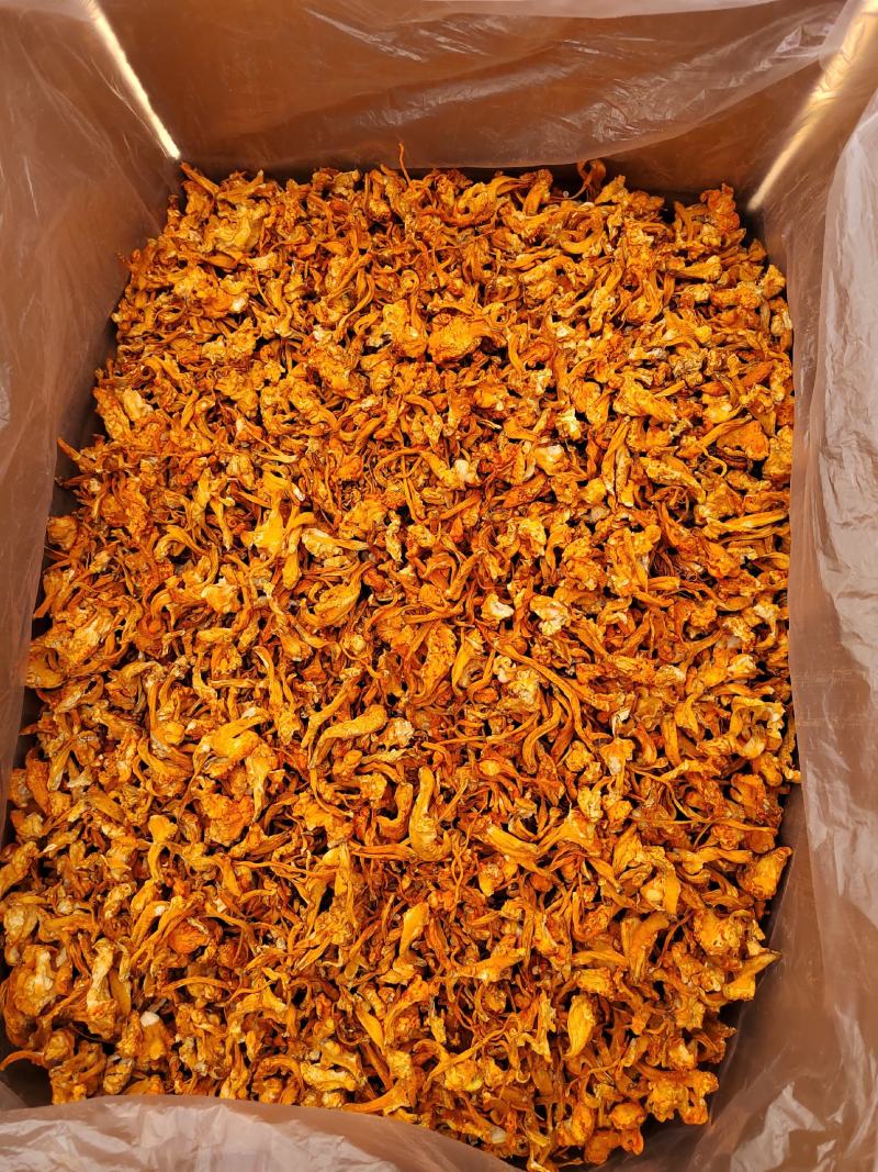 虫草花疙瘩球（打粉专用）