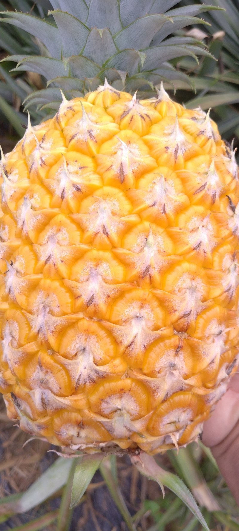 香水凤梨