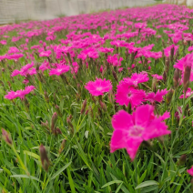 欧石竹会开花的草坪