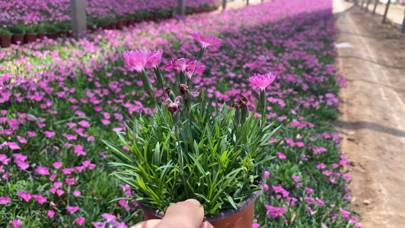 欧石竹会开花的草坪