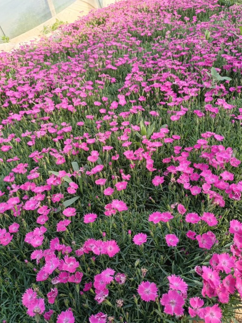 欧石竹会开花的草坪