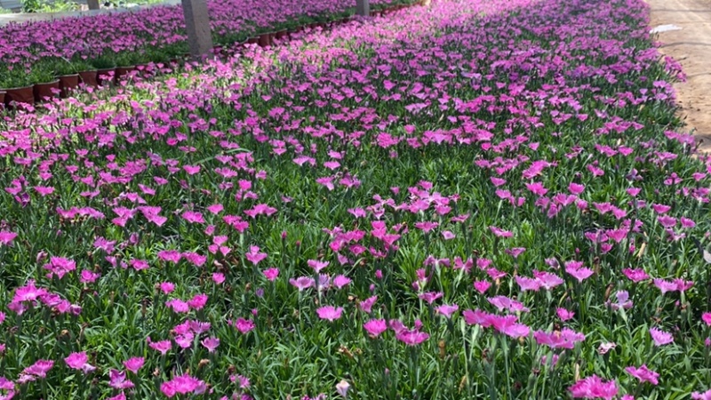 欧石竹会开花的草坪