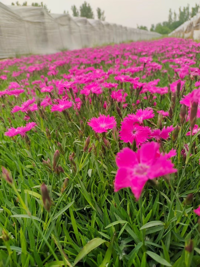 欧石竹会开花的草坪