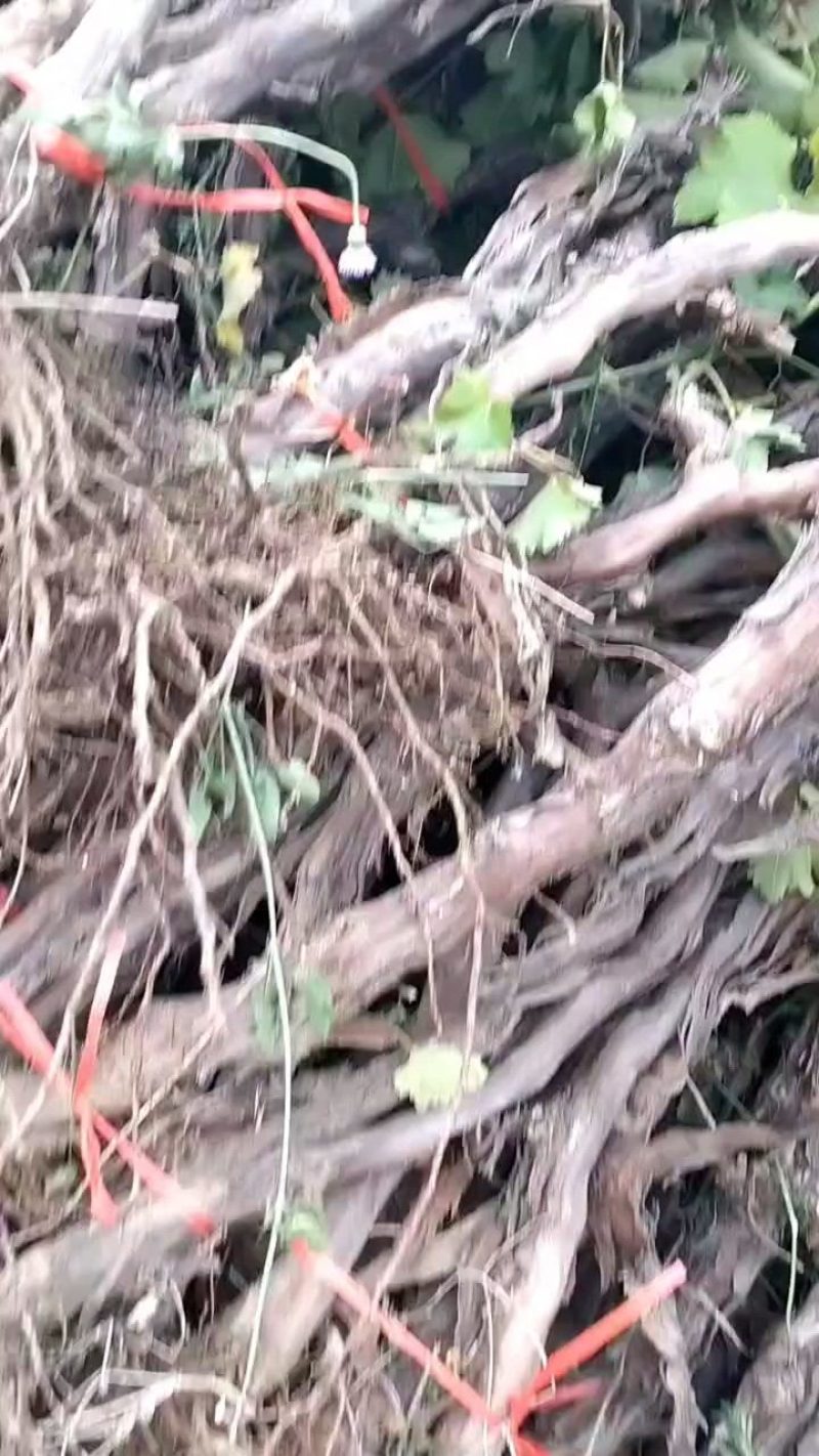 占地葡萄树，及绿化树，工程苗木，合作共赢，
