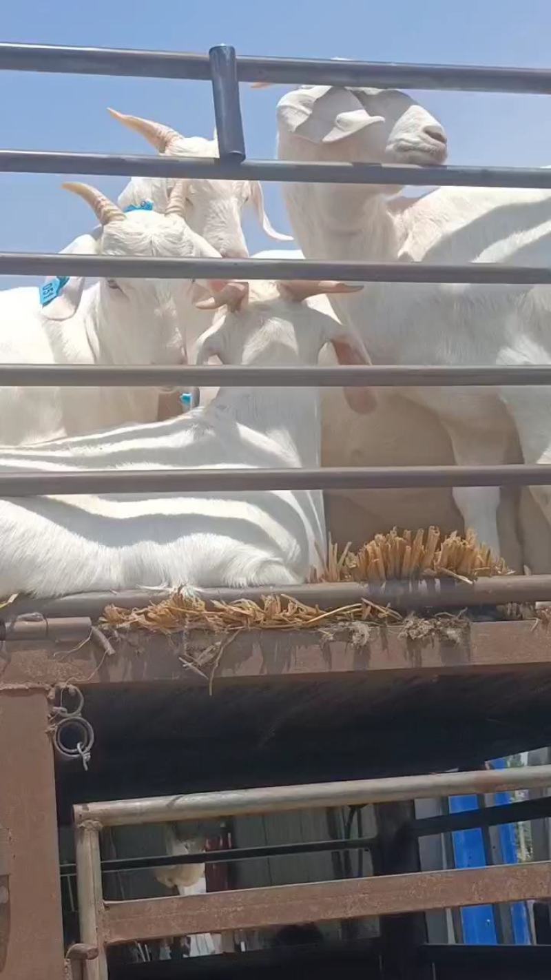 白山羊
