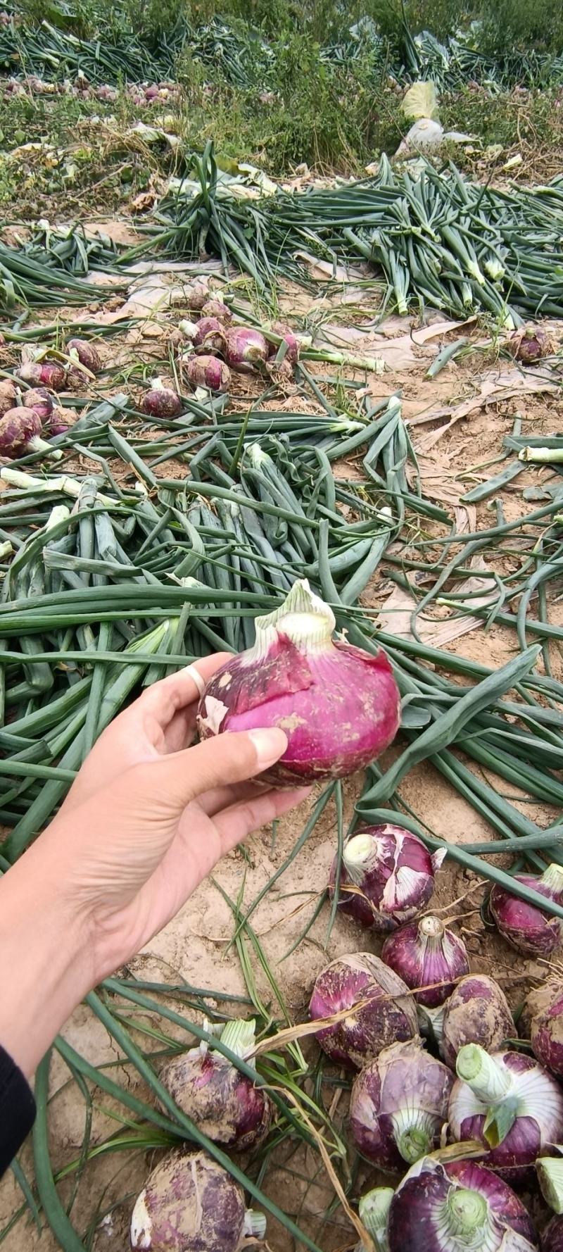 产地直发新鲜洋葱，货源充足，支持各种规格。市场货，电商货