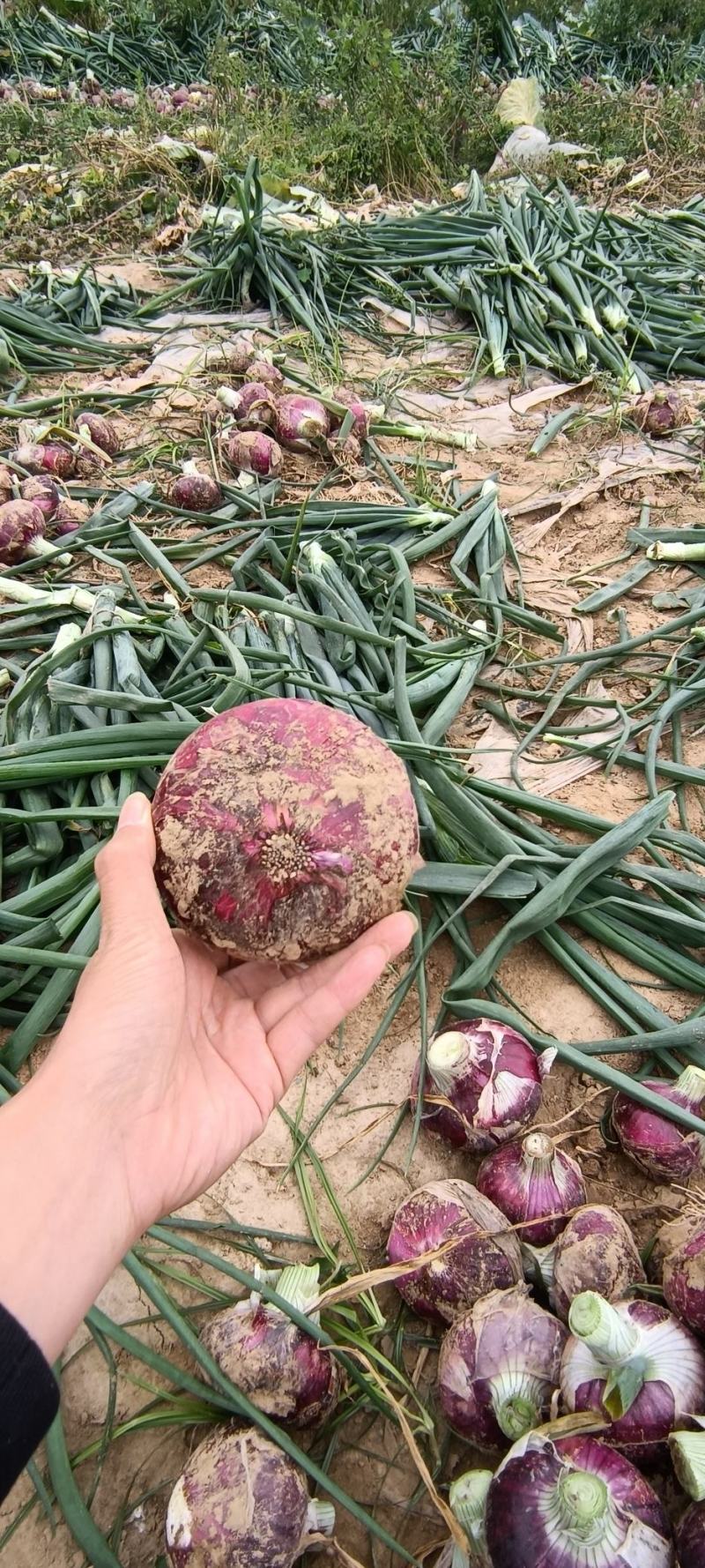 产地直发新鲜洋葱，货源充足，支持各种规格。市场货，电商货