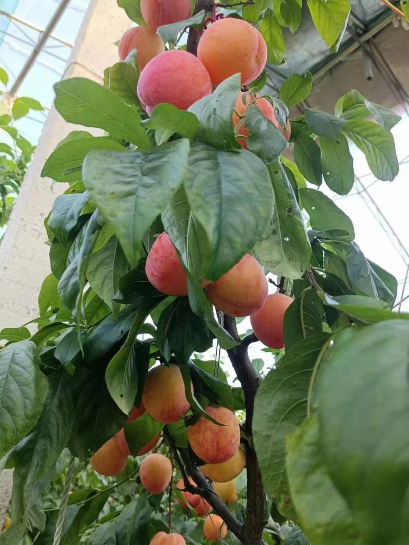 ，幸运李子。黑布林李子，大量上市。就是便宜，便宜