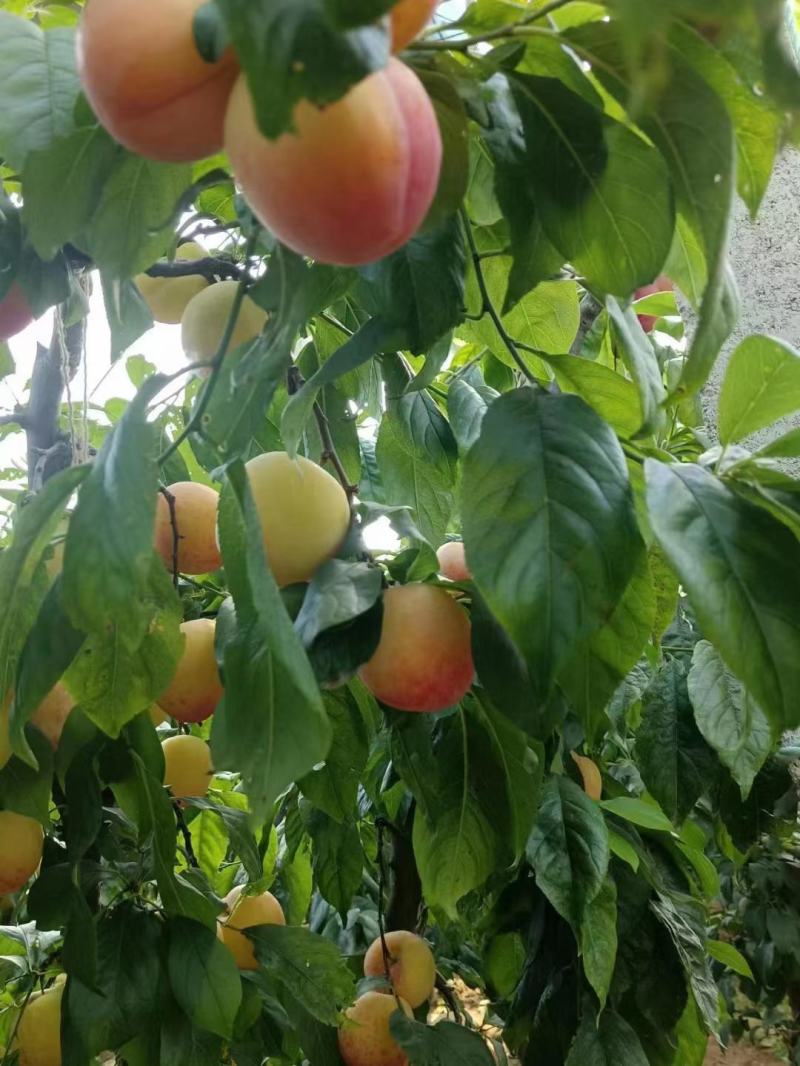 ，幸运李子。黑布林李子，大量上市。就是便宜，便宜