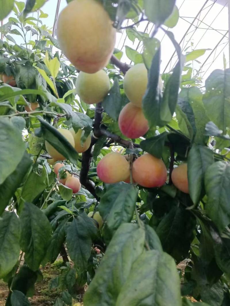 ，幸运李子。黑布林李子，大量上市。就是便宜，便宜