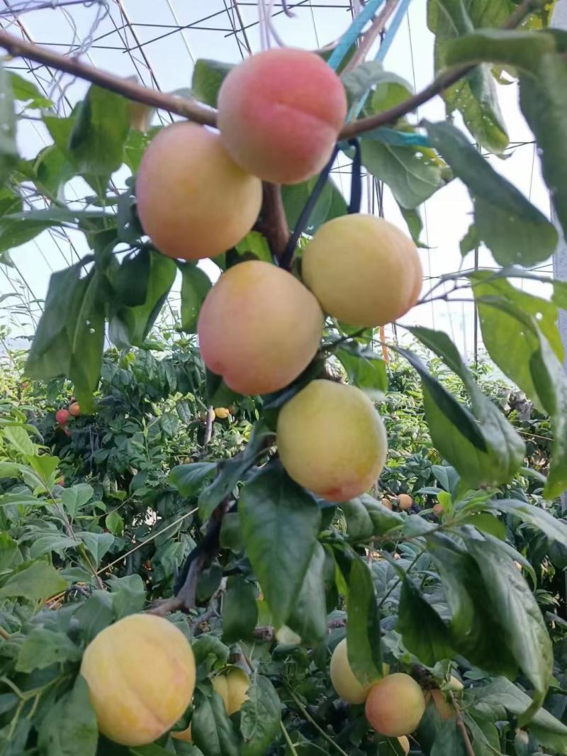 ，幸运李子。黑布林李子，大量上市。就是便宜，便宜
