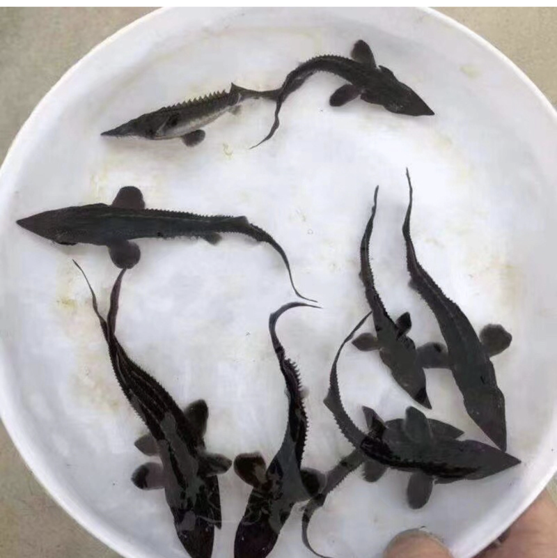 鲟鱼苗，人工养殖鲟鱼苗抗病毒存活率强技术指导，