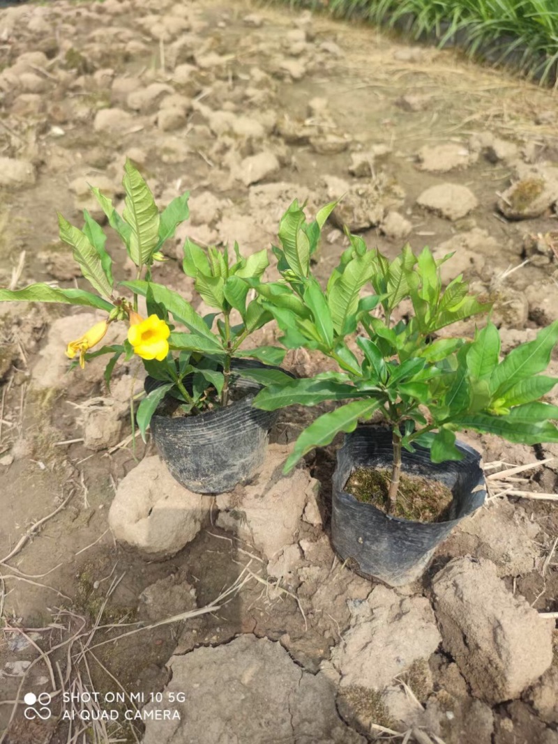 硬枝黄蝉各种规格基地大量现货供应，欢迎各位客户咨询