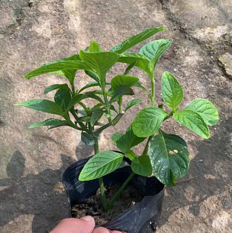 大花芦莉各种规格基地大量现货供应，欢迎各位客户咨询