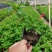 大花芦莉各种规格基地大量现货供应，欢迎各位客户咨询