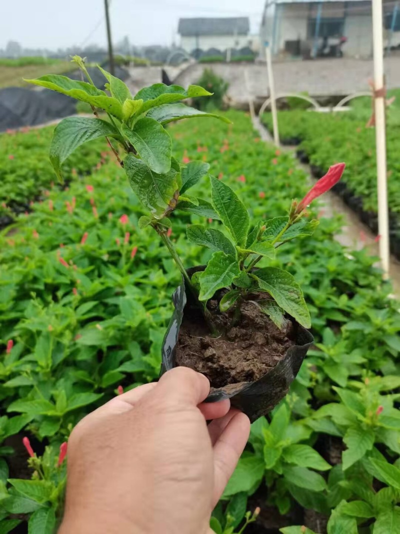 大花芦莉各种规格基地大量现货供应，欢迎各位客户咨询