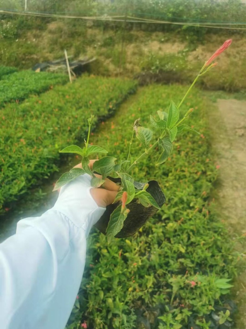 大花芦莉各种规格基地大量现货供应，欢迎各位客户咨询