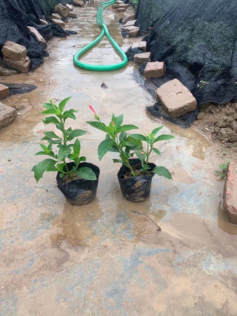 大花芦莉各种规格基地大量现货供应，欢迎各位客户咨询