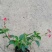 大花芦莉各种规格基地大量现货供应，欢迎各位客户咨询