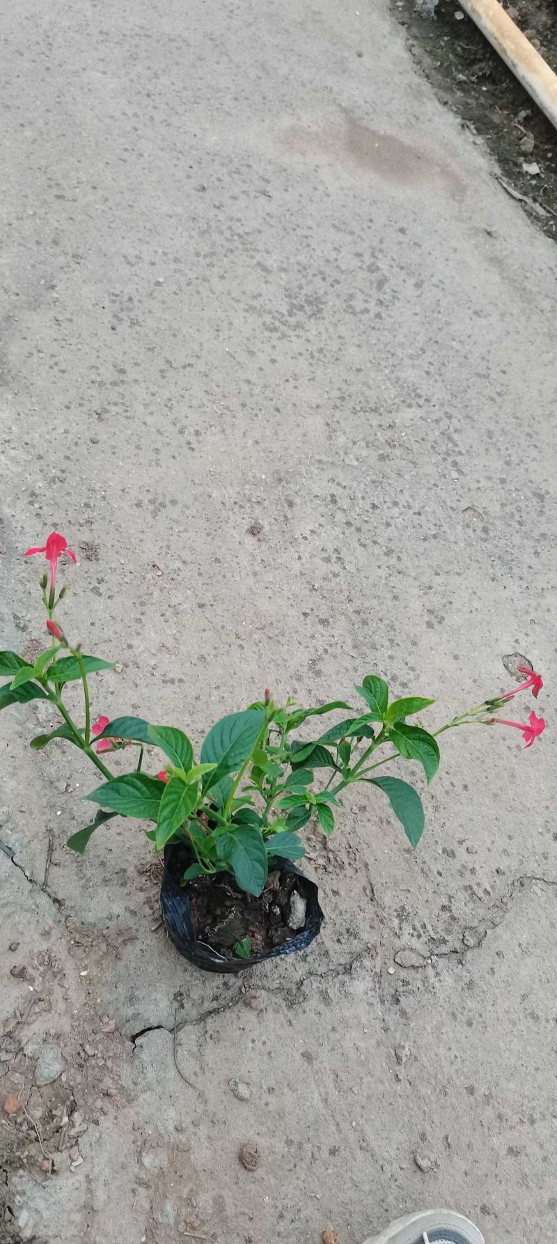 大花芦莉各种规格基地大量现货供应，欢迎各位客户咨询