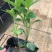 大花芦莉各种规格基地大量现货供应，欢迎各位客户咨询