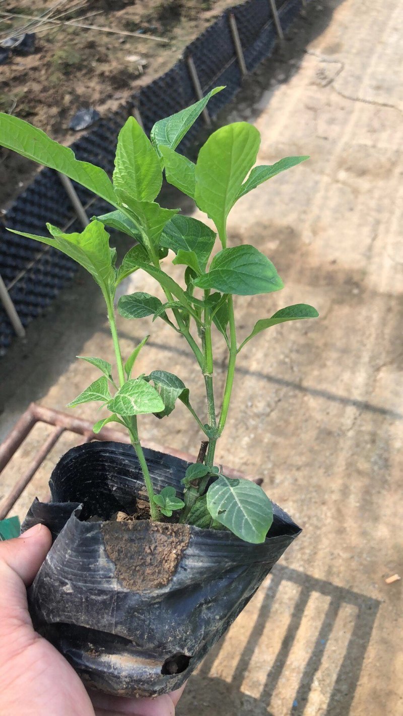 大花芦莉各种规格基地大量现货供应，欢迎各位客户咨询