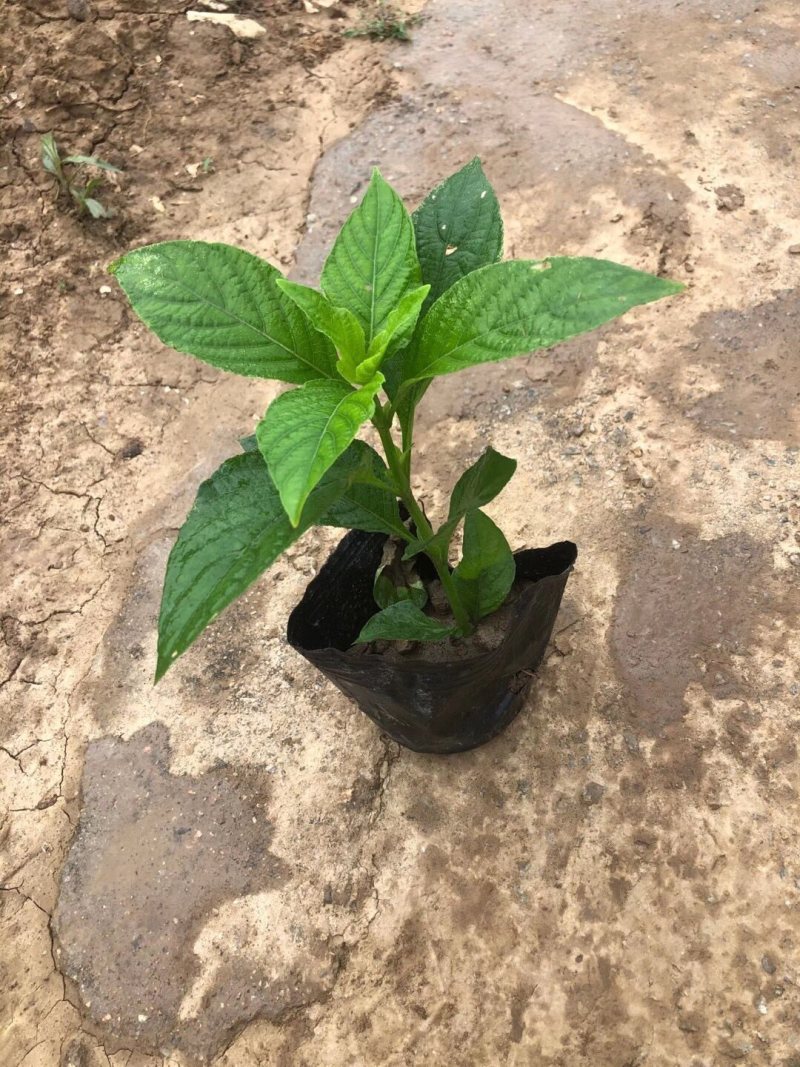大花芦莉各种规格基地大量现货供应，欢迎各位客户咨询