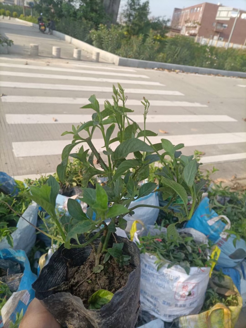 大花芦莉各种规格基地大量现货供应，欢迎各位客户咨询